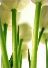 Becoming being passing