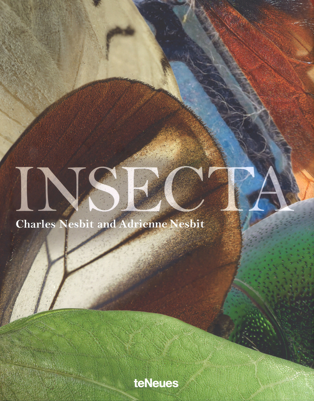 Insecta