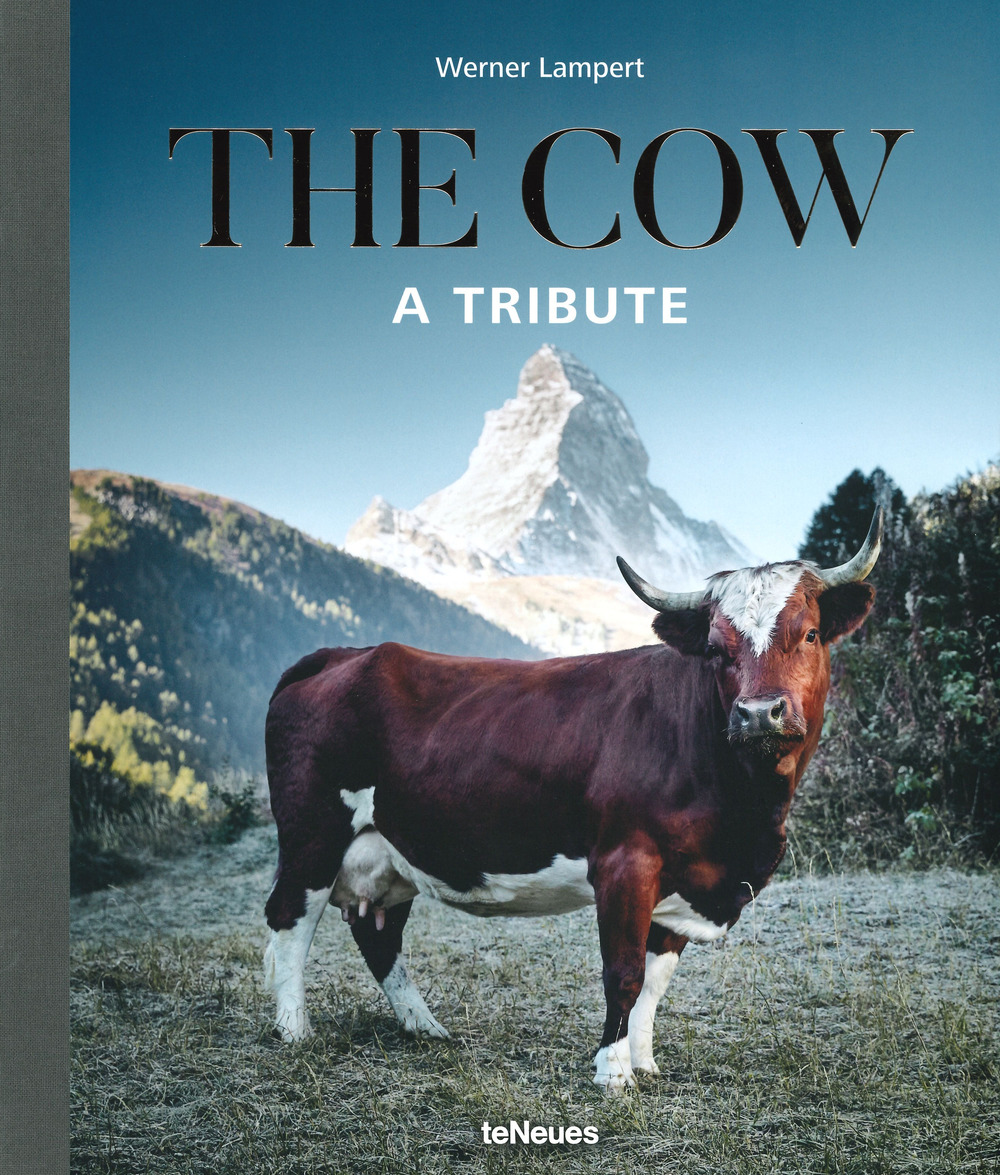The cow. A tribute