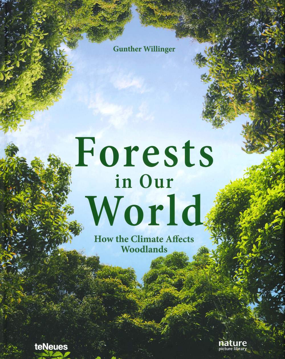 Forests in our world. How the climate affects woodlands