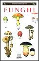 Funghi. Specie più diffuse, funghi commestibili e velenosi, classificazione, riconoscimento