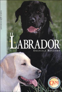 Il labrador