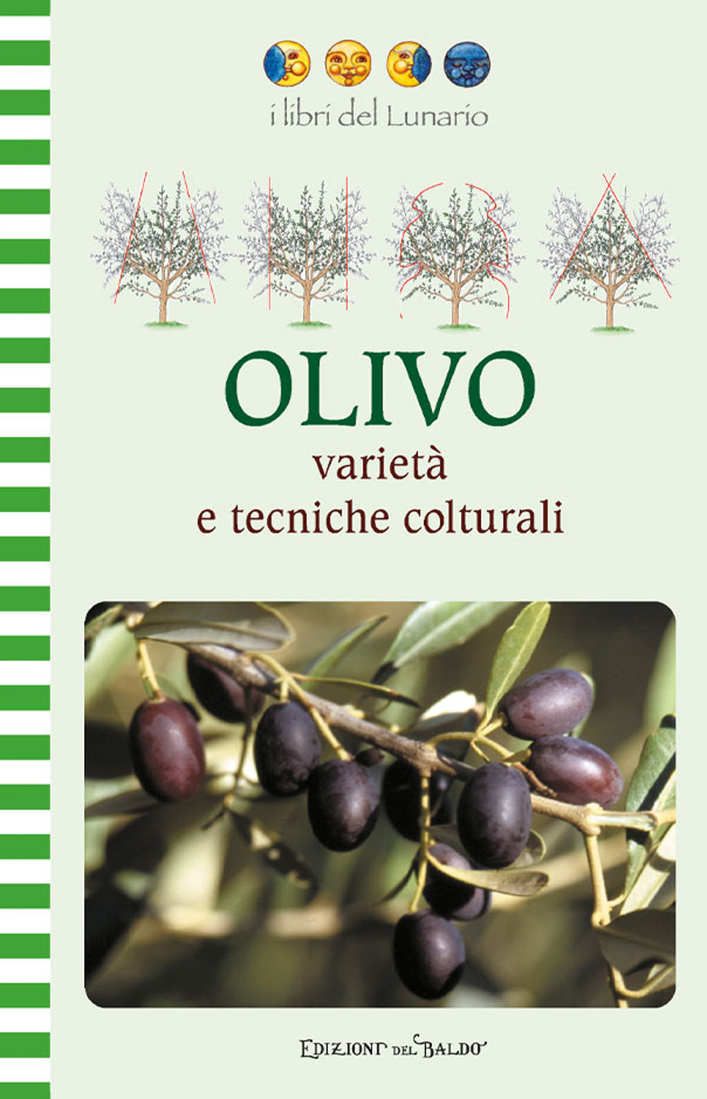 Olivo varietà e tecniche colturali