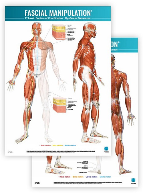 Fascial manipulation. 1st level poster: centers of coordination-myofascial sequences