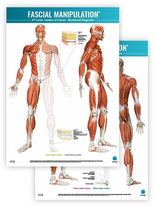 Fascial manipulation. 2nd level poster: centers of fusion-myofascial diagonals