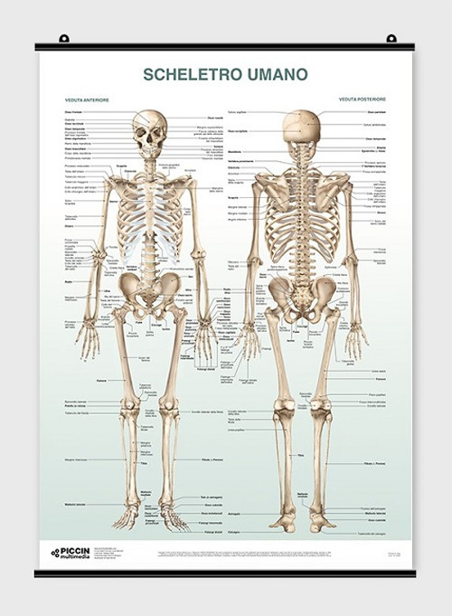 Poster scheletro umano