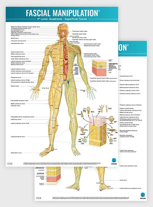 Fascial manipulation. 4th level poster: quadrants-superficial fascia
