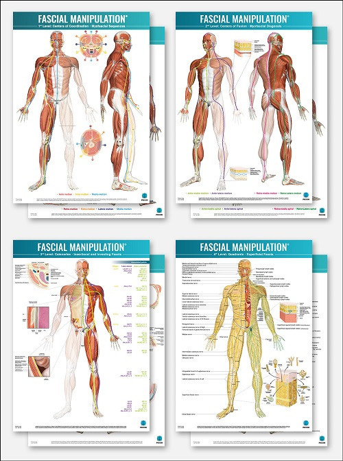 Fascial manipulation. 4 posters package