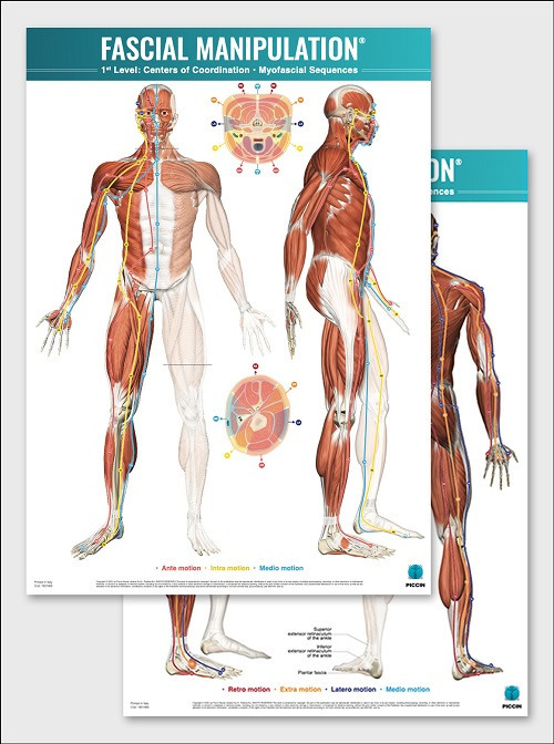 Fascial manipulation. 1st level poster: centers of coordination-myofascial sequences