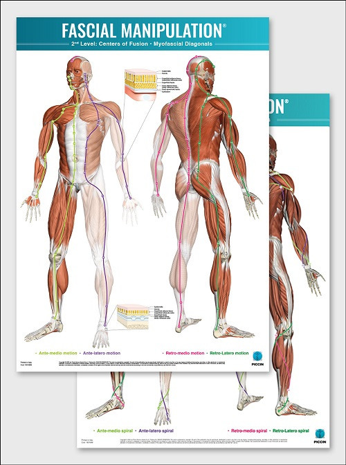 Fascial manipulation. 2nd level poster: centers of fusion-myofascial diagonals