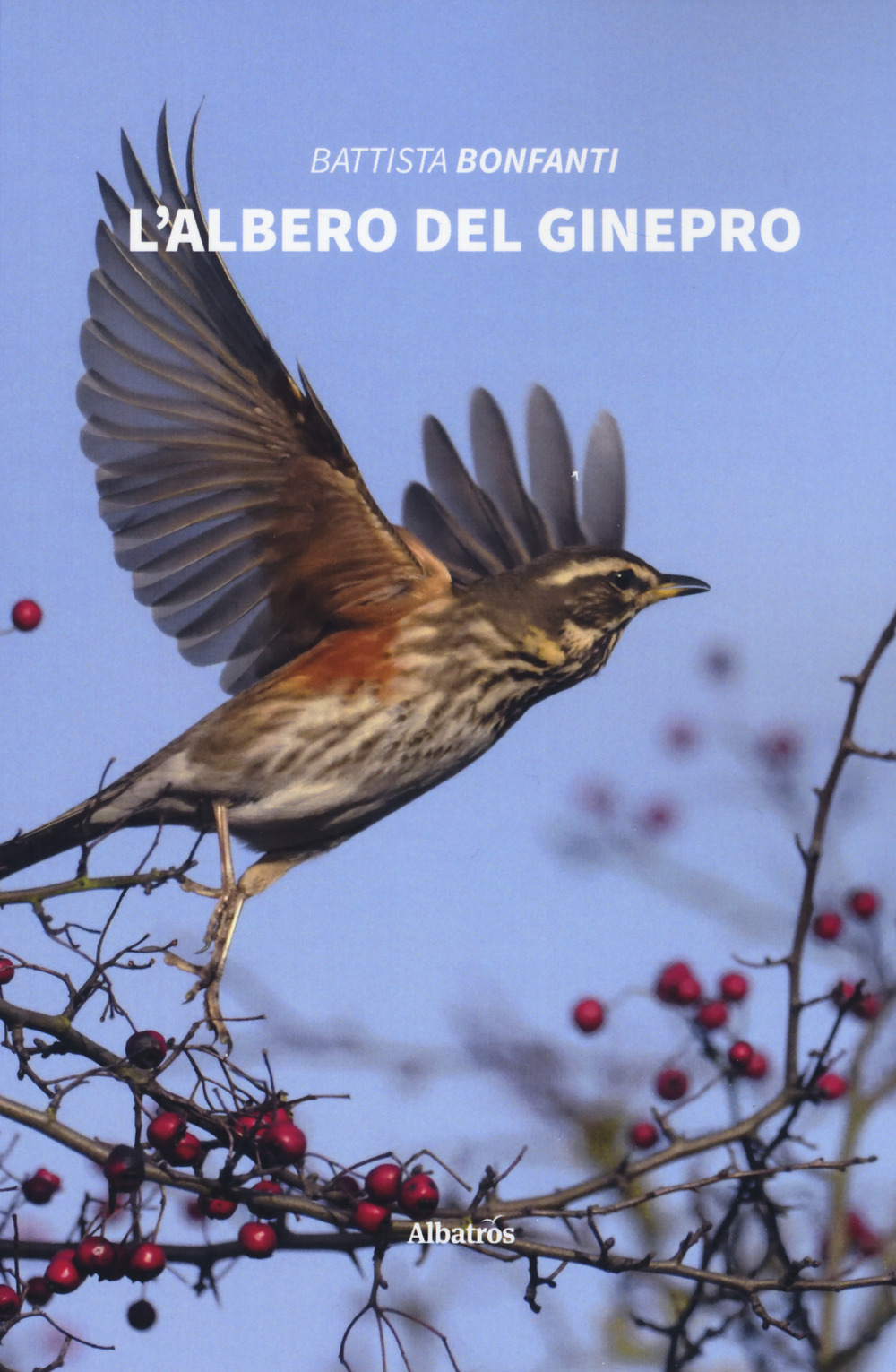 L'albero del ginepro