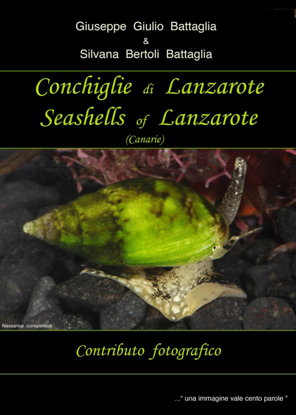 Conchiglie di Lanzarote-Seashells of Lanzarote. Vol. 1