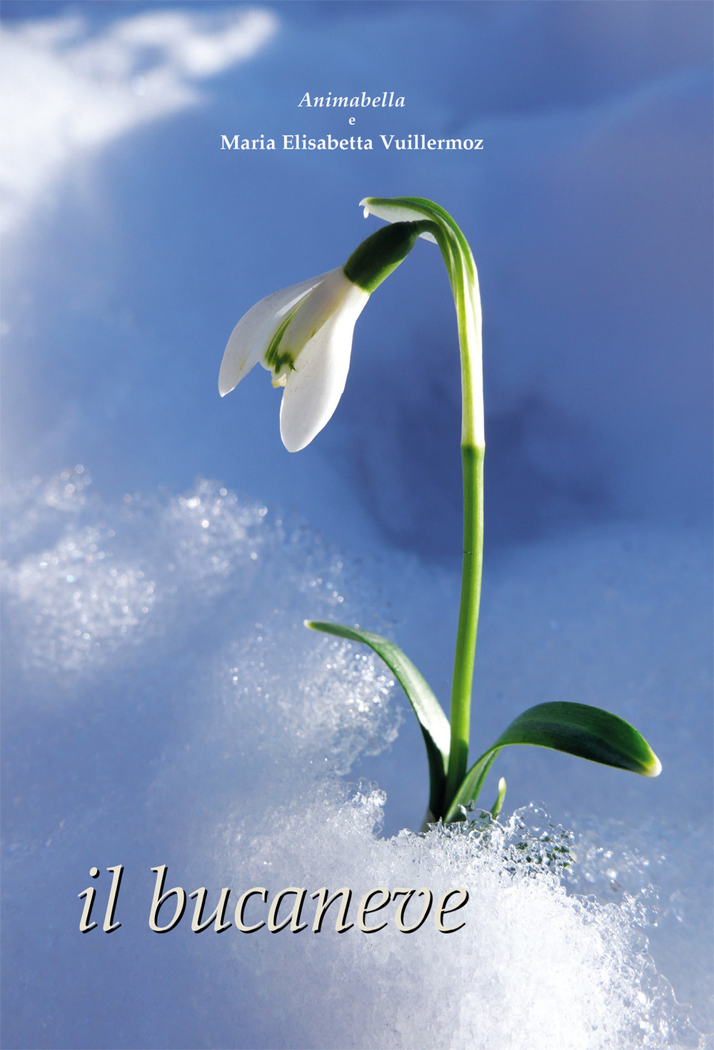 Il bucaneve