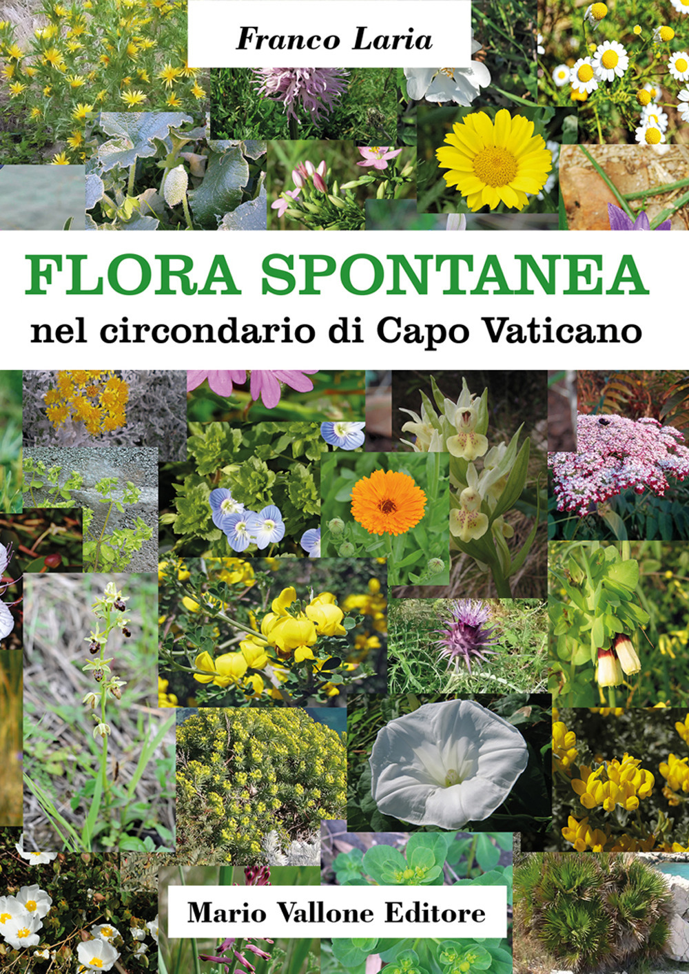 Flora spontanea nel circondario di Capo Vaticano