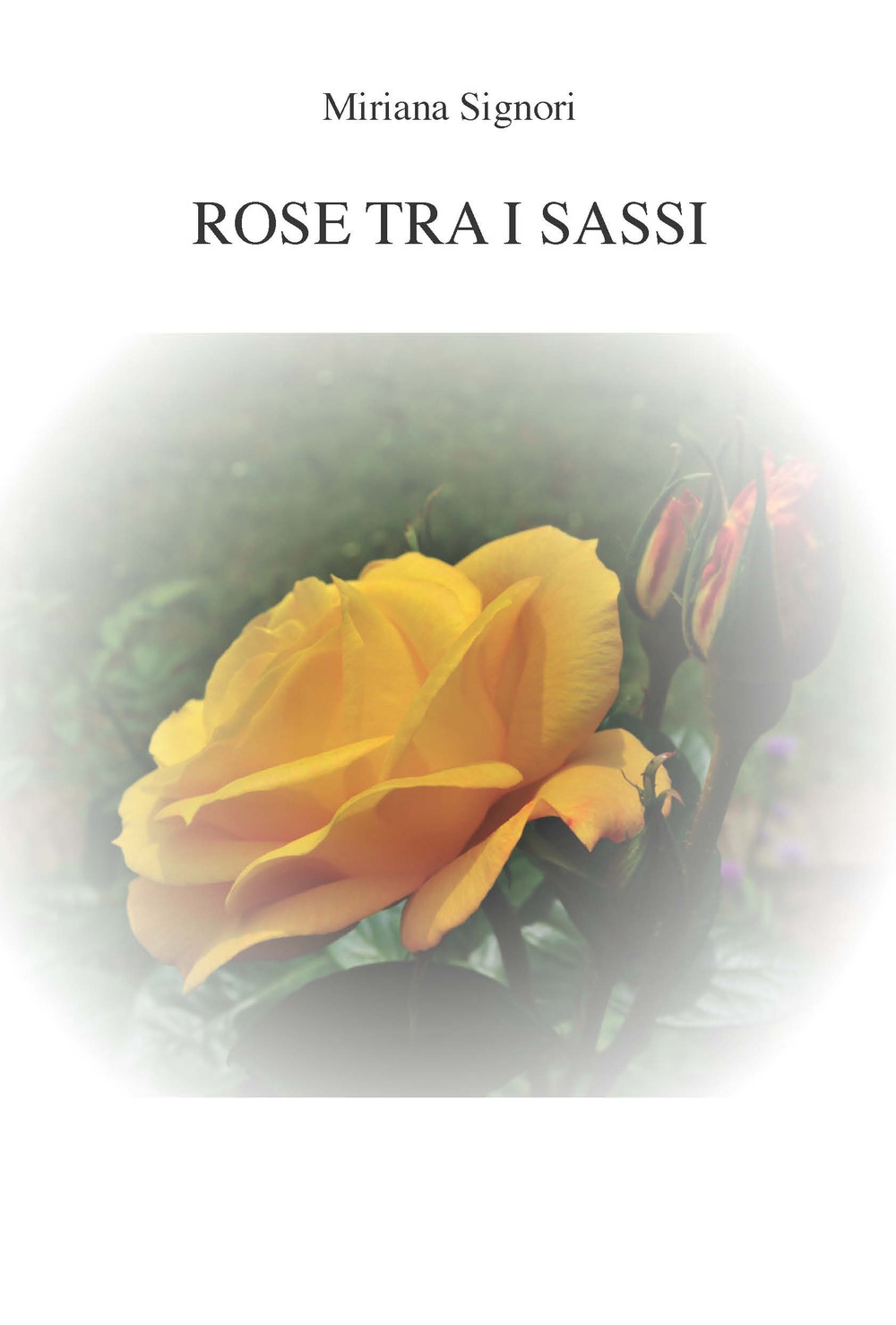Rose tra i sassi