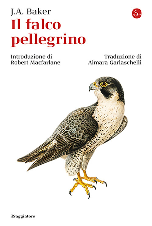 Il falco pellegrino