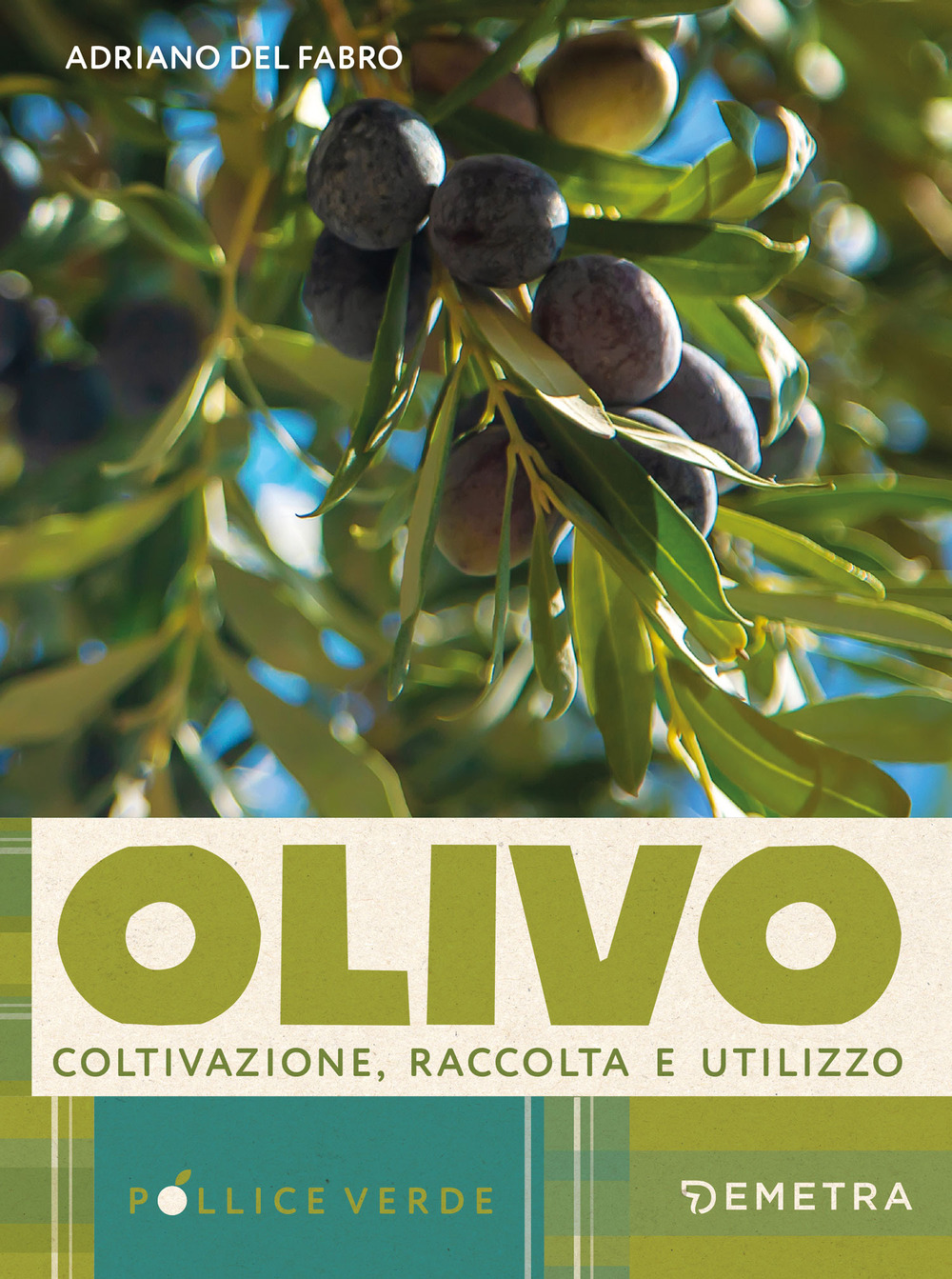 L'olivo. Coltivazione, raccolta e utilizzo