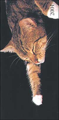 Cats. Agenda settimanale 2004 orizzontale