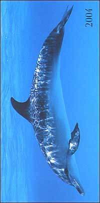 Dolphins. Agenda settimanale 2004 orizzontale