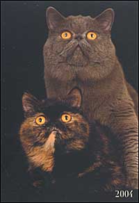 Cats. Agenda settimanale 2004