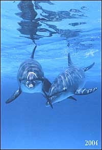 Dolphins. Agenda settimanale 2004