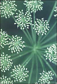 Green. Agenda settimanale 2004