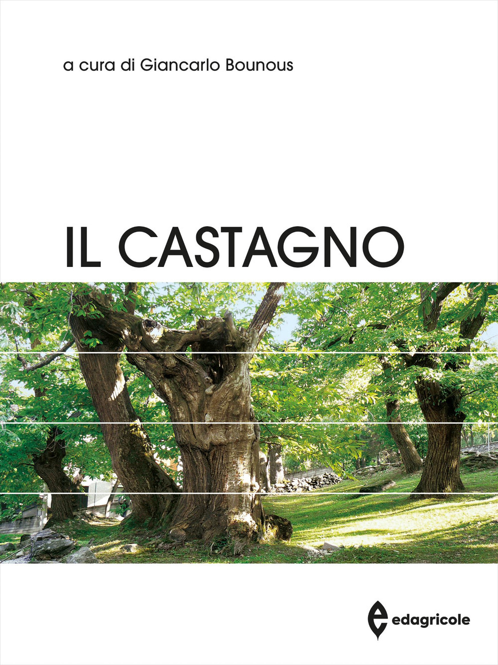 Il castagno