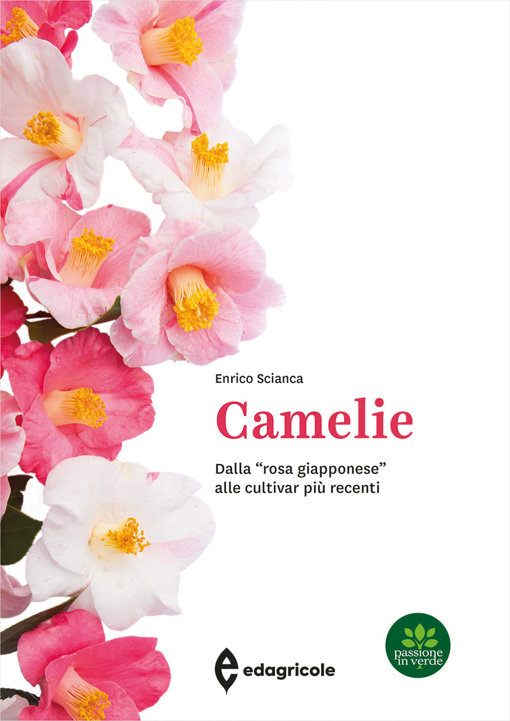Camelie. Dalla «rosa giapponese» alle cultivar più recenti
