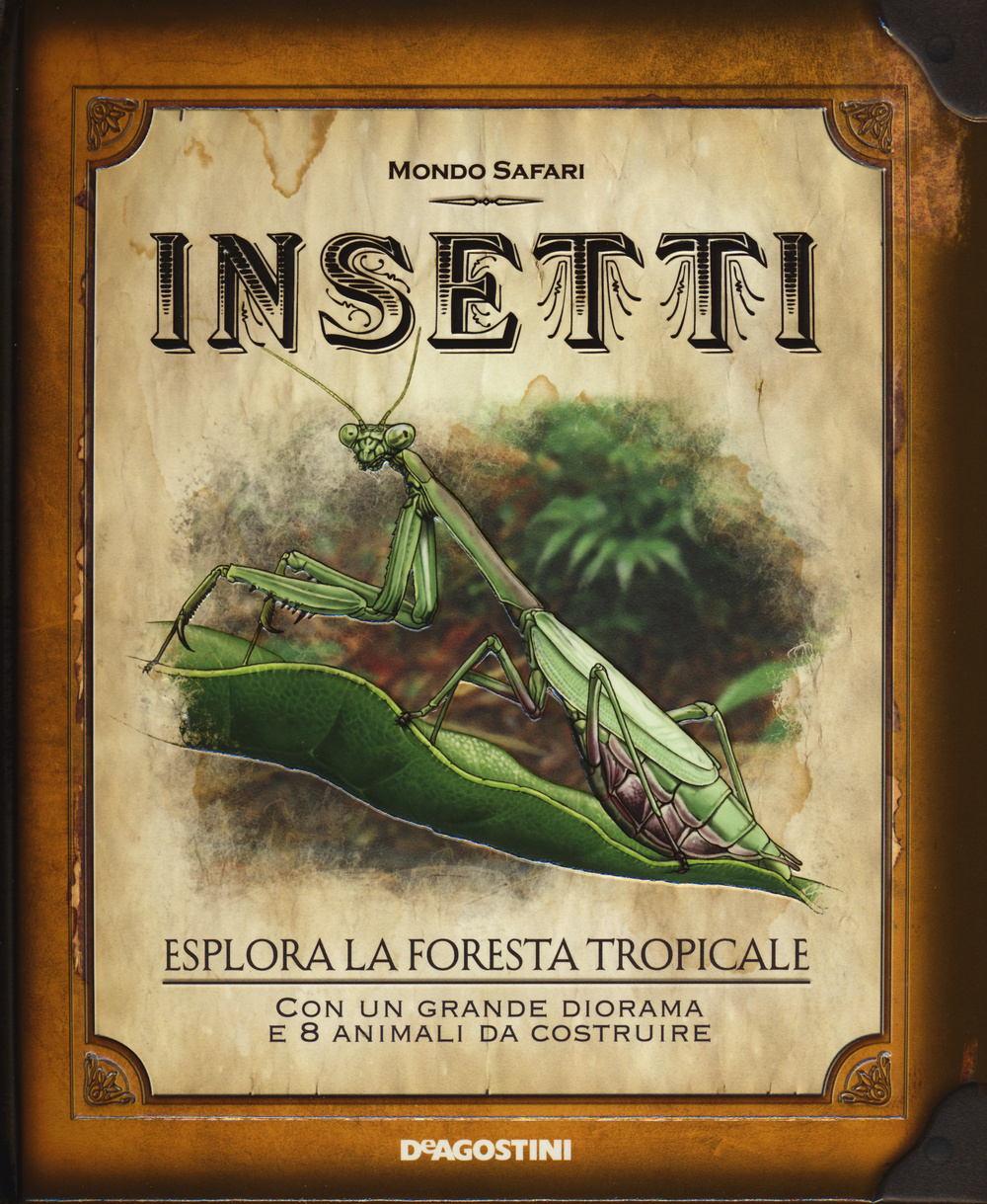 Insetti. Esplora la foresta tropicale
