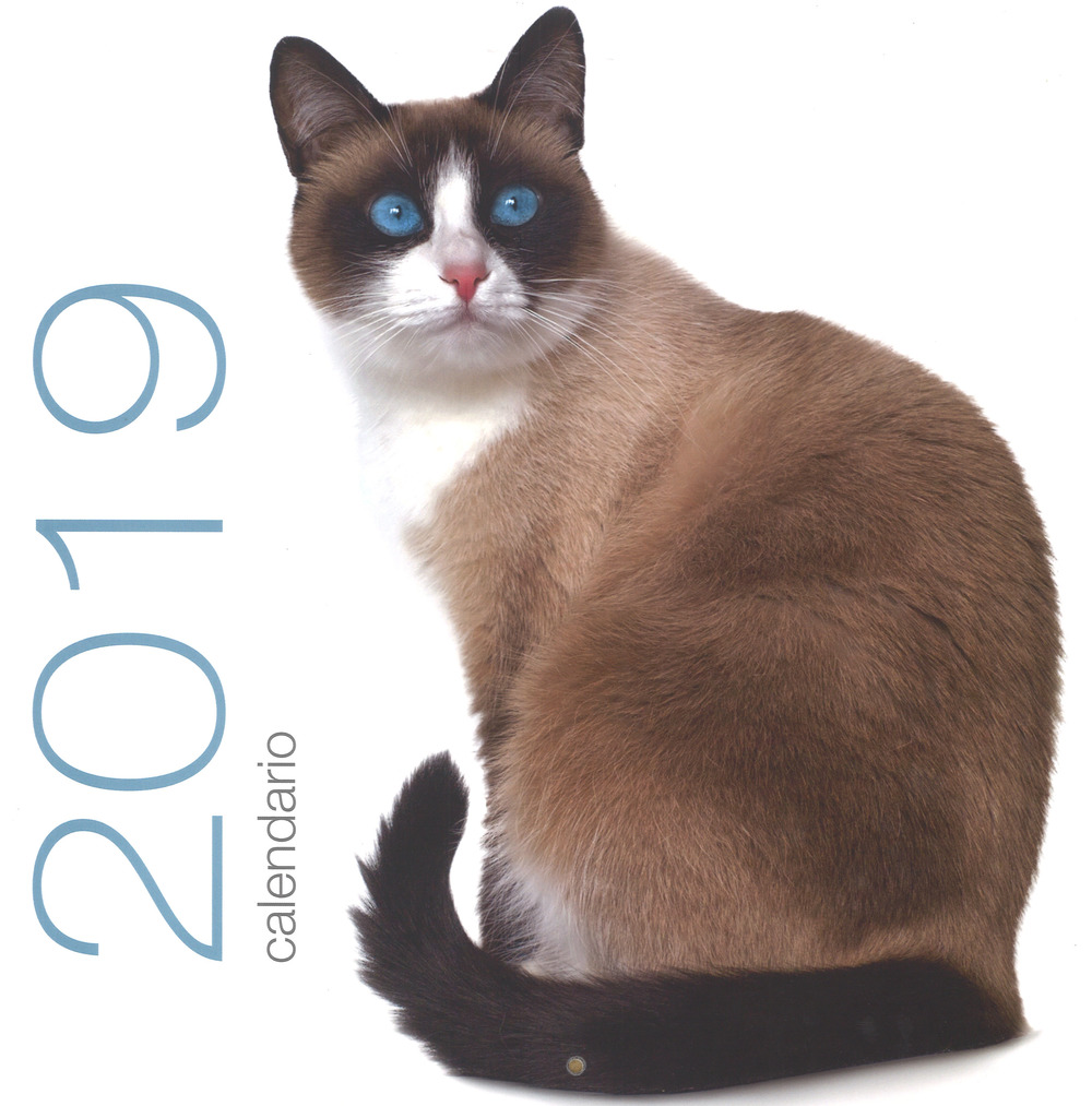 Gatti. Calendario da muro 2019