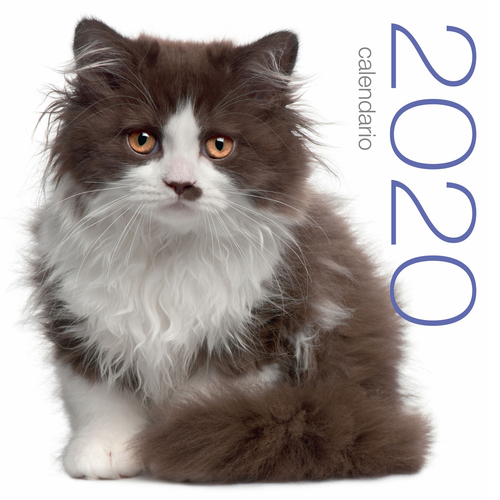 Gatti. Calendario da muro 2020