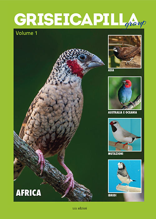 Griseicapilla Group. Vol. 1