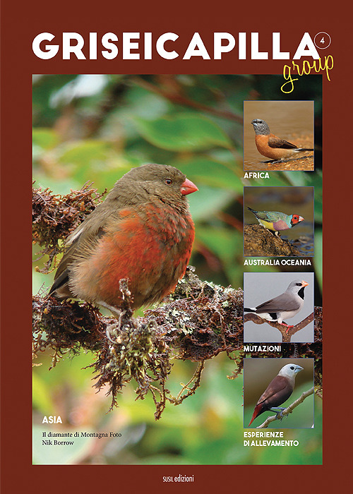 Griseicapilla Group. Vol. 4