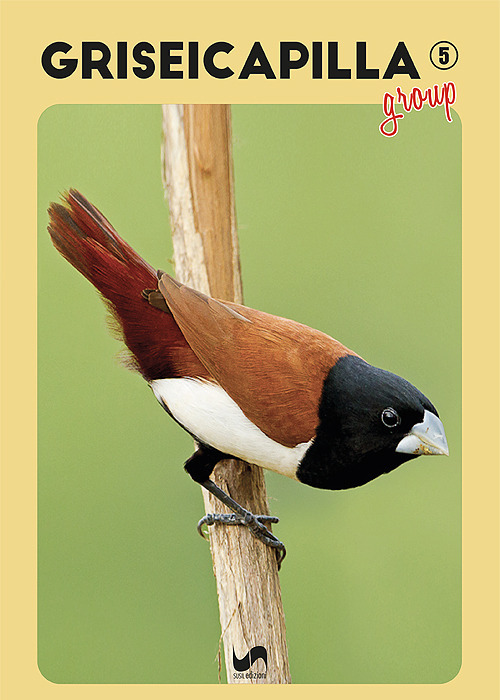 Griseicapilla Group. Vol. 5