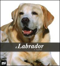 Il labrador