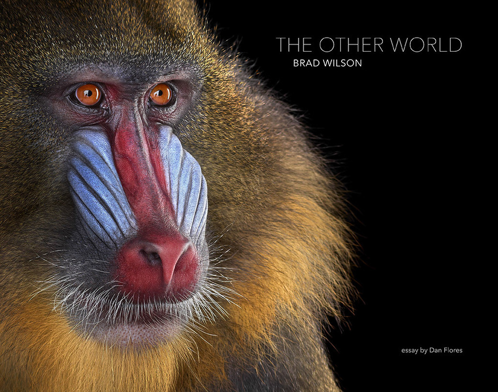 The other world. Animal portraits