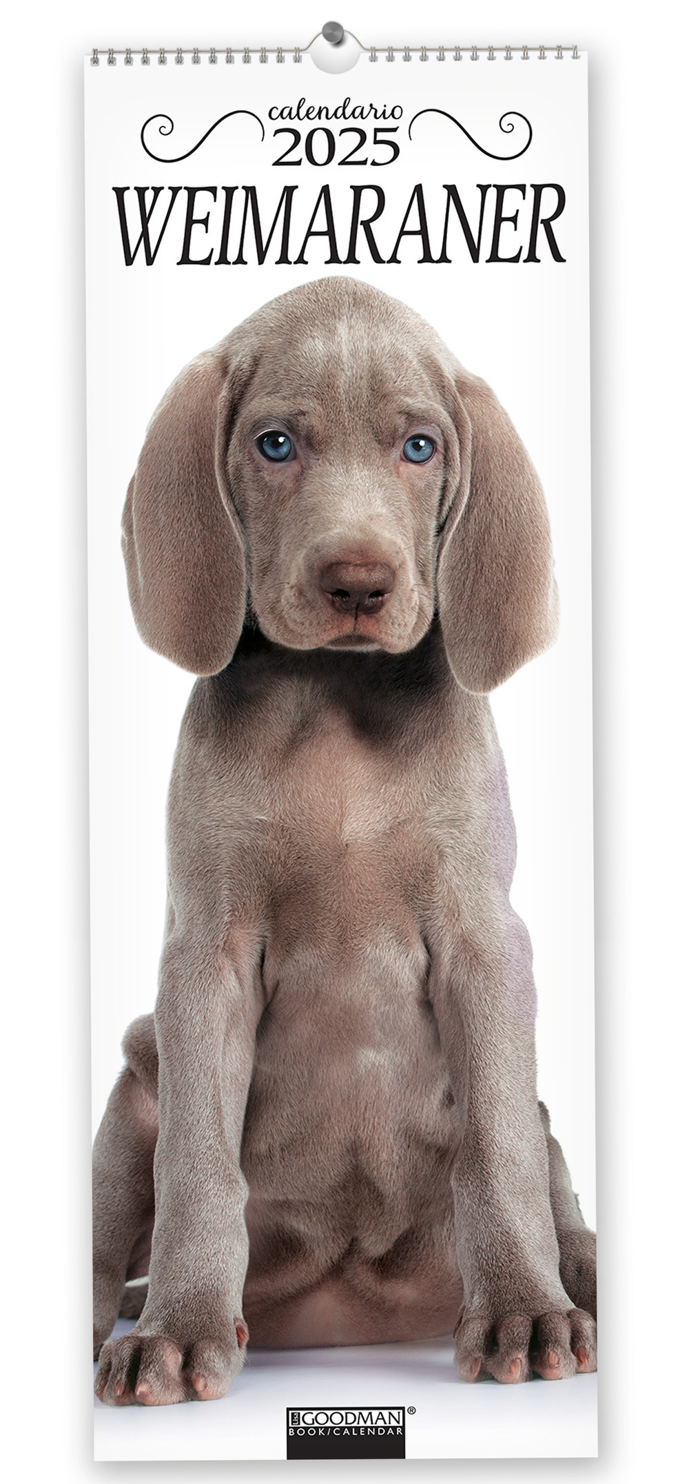Weimaraner. Calendario 2025. Long