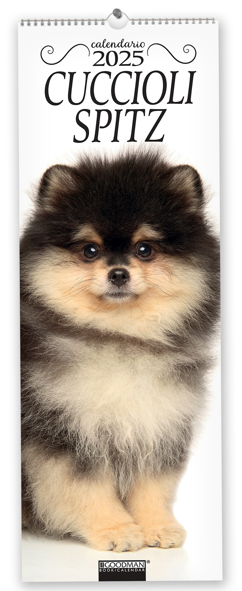 Cuccioli Spitz. Calendario 2025. Long