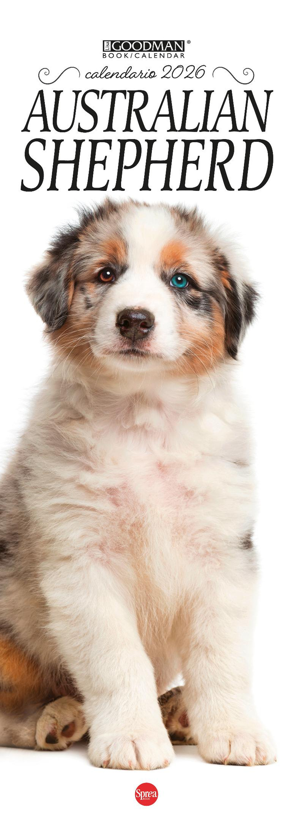Australian shepherd. Calendario 2026. Long