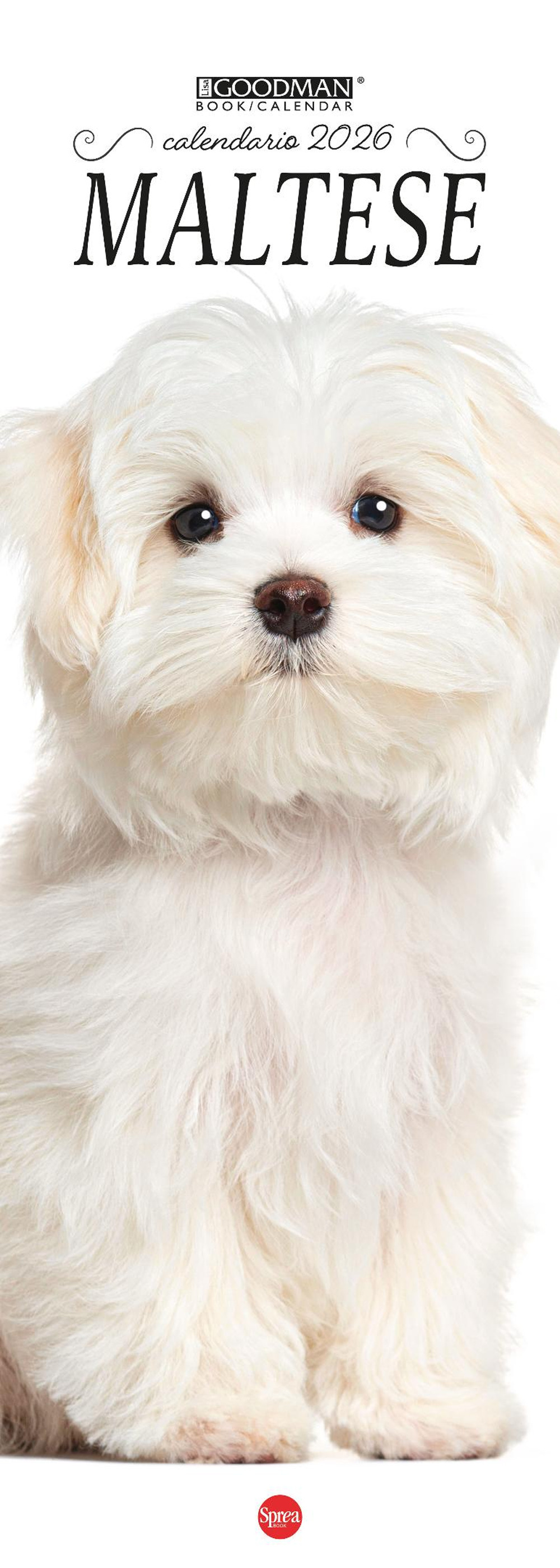 Maltese. Calendario 2026. Long