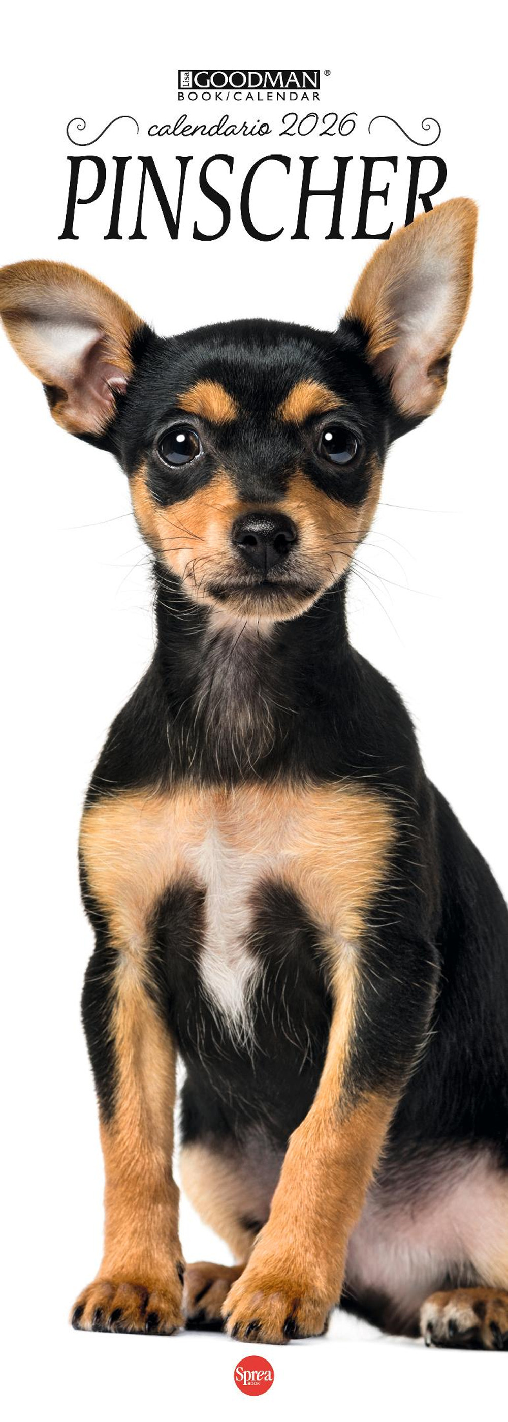 Pinscher. Calendario 2026. Long