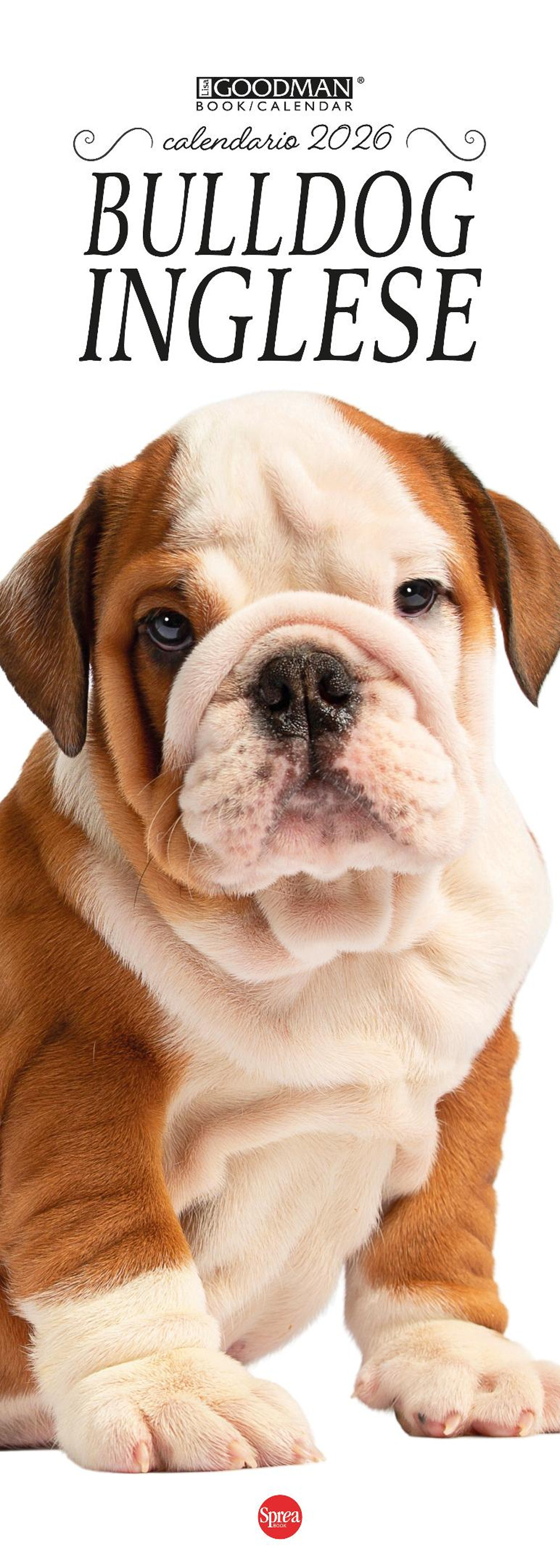 Bulldog inglese. Calendario 2026. Long