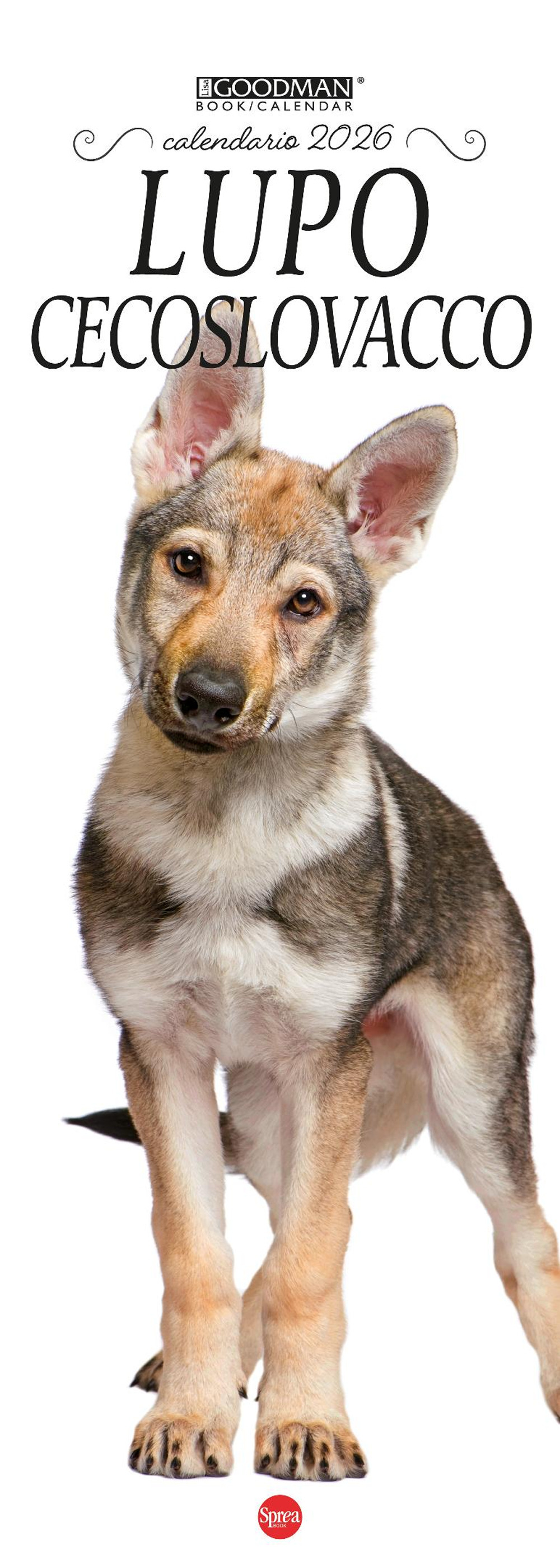 Cane lupo cecoslovacco. Calendario 2026. Long