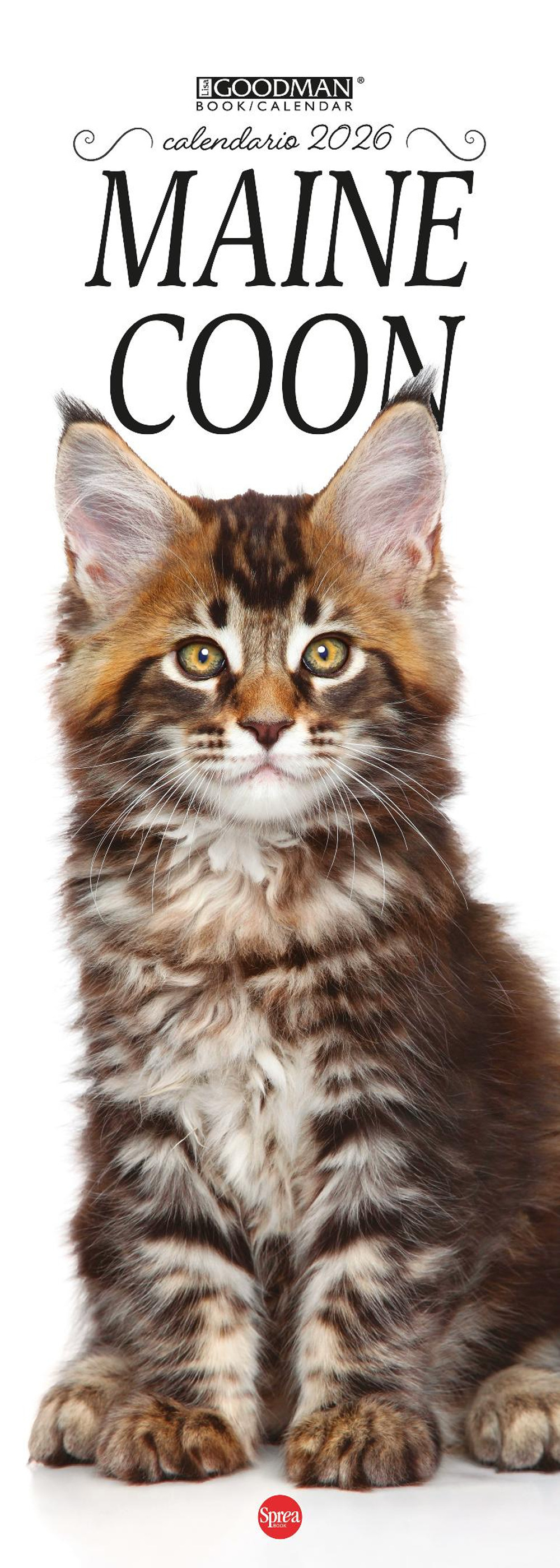 Maine Coon. Calendario 2026. Long