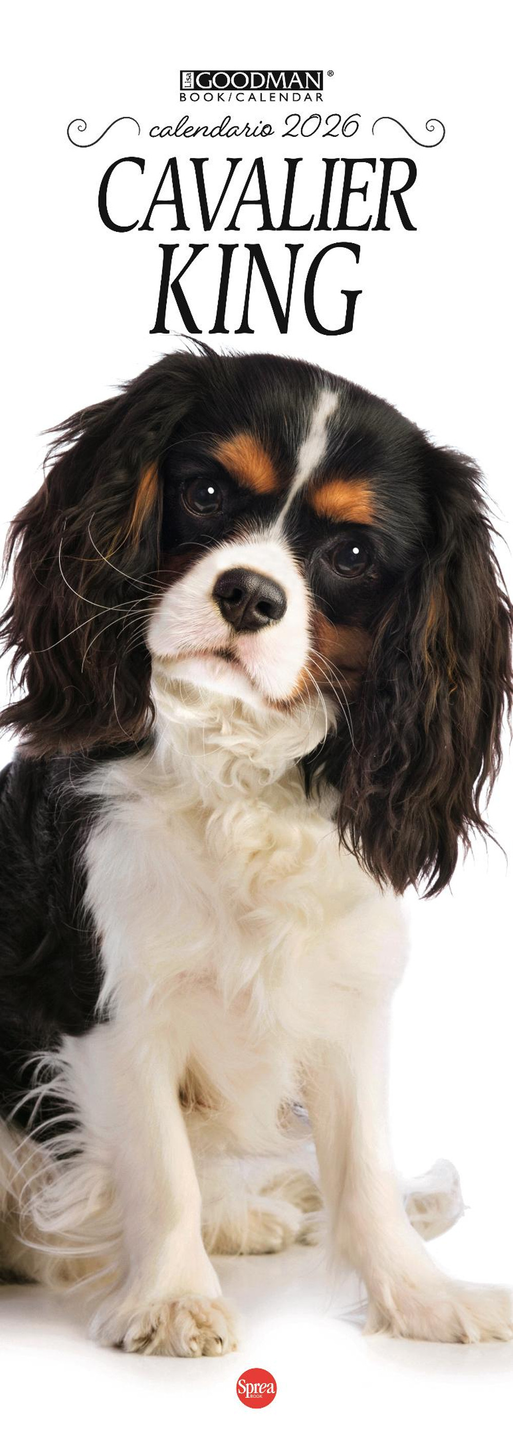 Cavalier king. Calendario 2026. Long