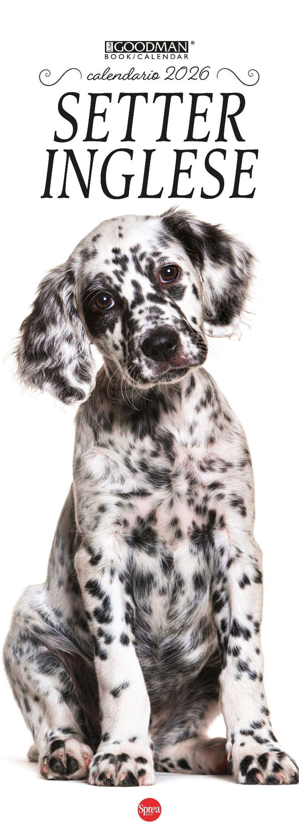 Setter inglese. Calendario 2026. Long