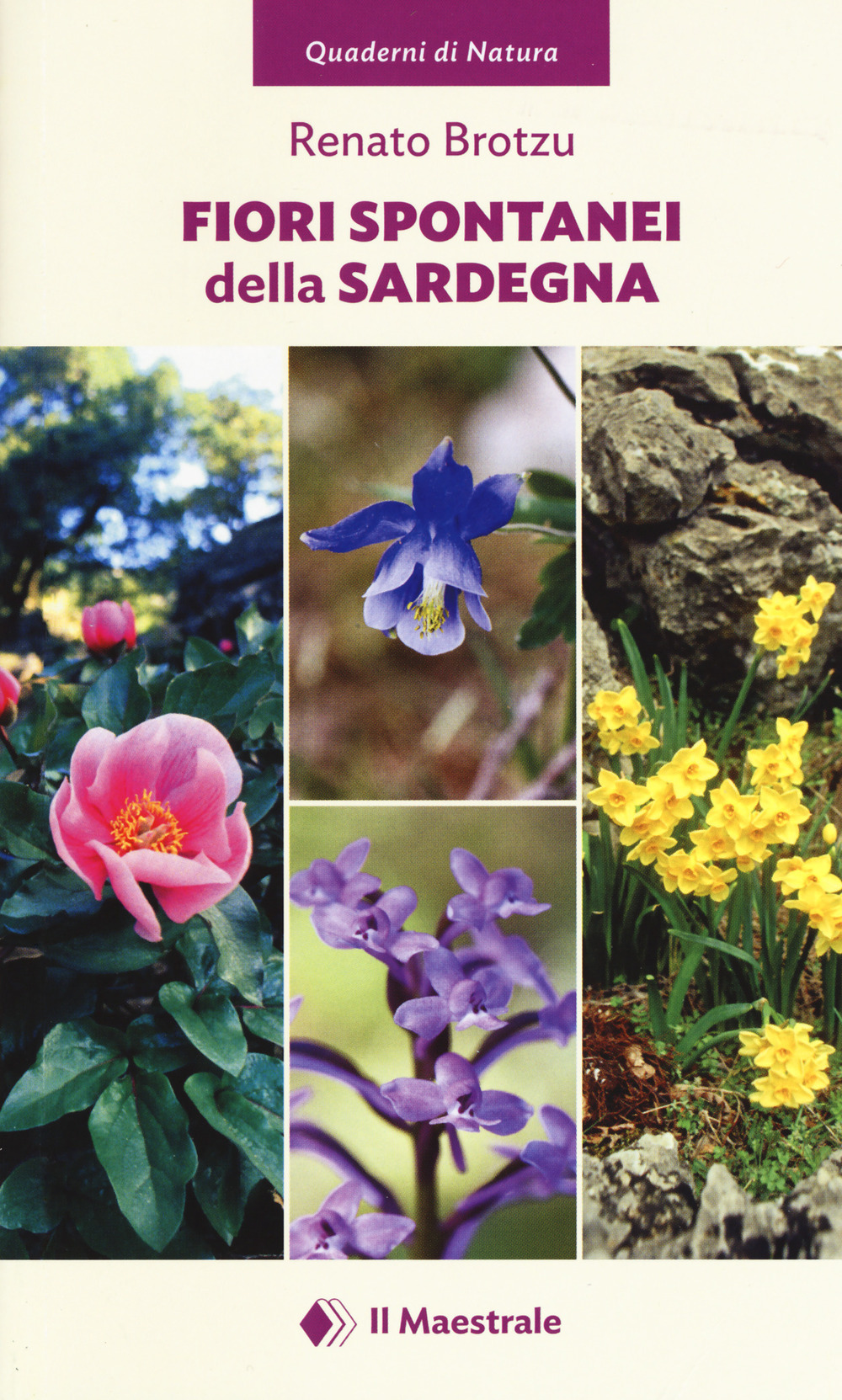 Fiori spontanei della Sardegna