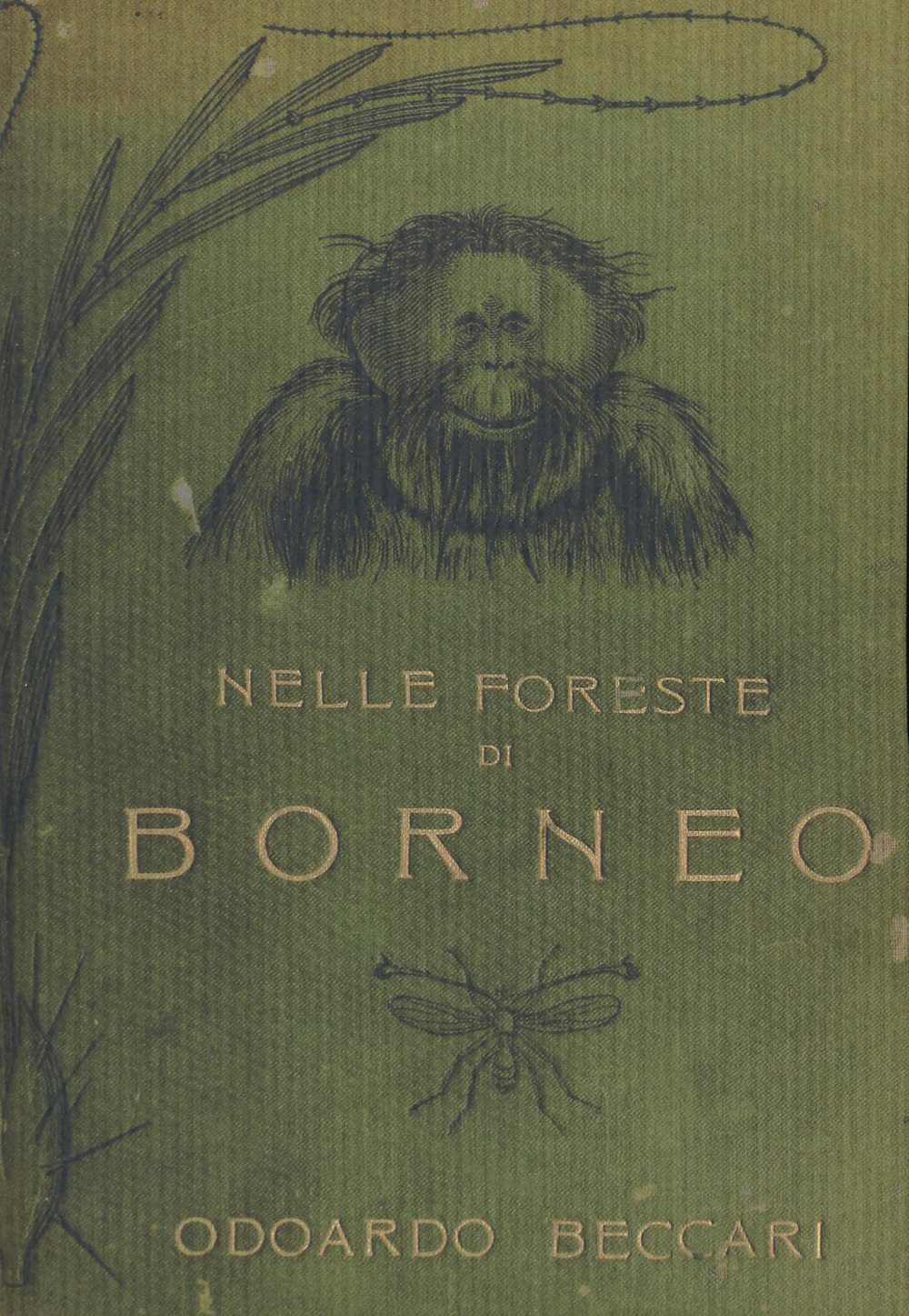Nelle foreste di Borneo
