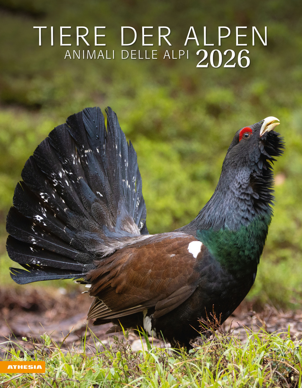 Tiere der Alpen. Animali delle Alpi. Calendario grande 2026