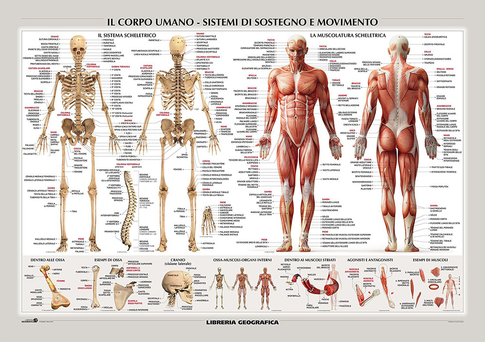 Corpo umano. Sistema scheletrico e muscolare. Carta murale scientifica